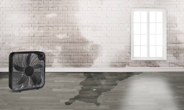 Best Carpet water damage restoration  in Tonto Basin, AZ